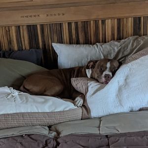 Meet your Posher, Morgan